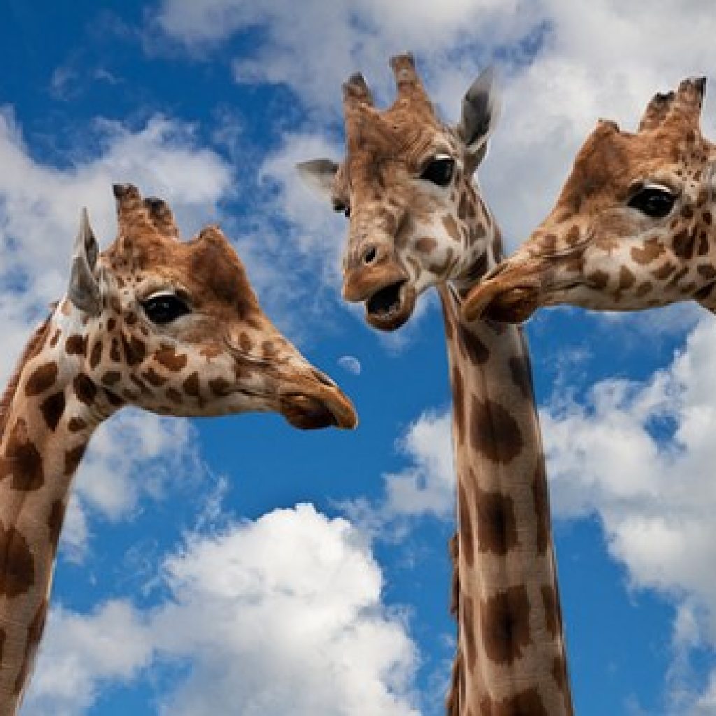 Discussion Topic for the Week of July 3 - Speak No Evil