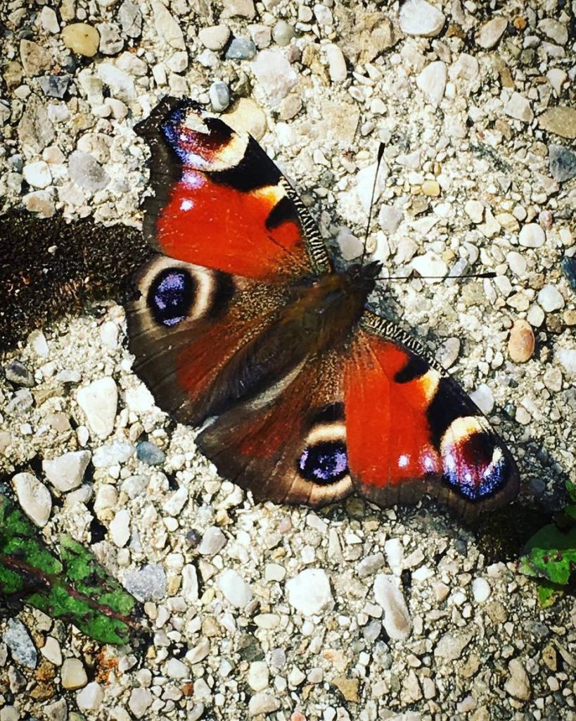 Metamorphosis: Moments of Miraculous Expansion
