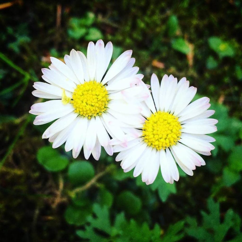 Daisy. Daisy. Where Does Your Garden Grow?