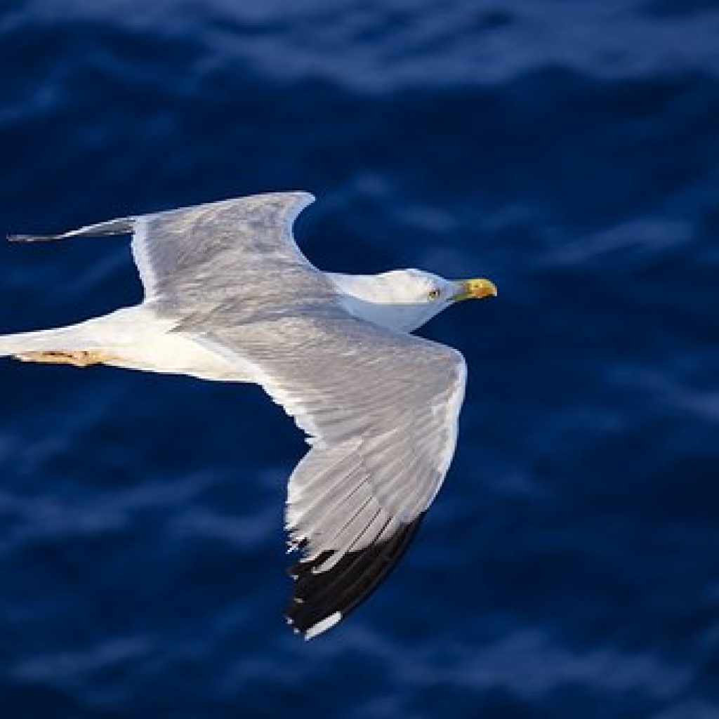 Discussion Topic for the Week of July 23 - Darling, What if You Fly