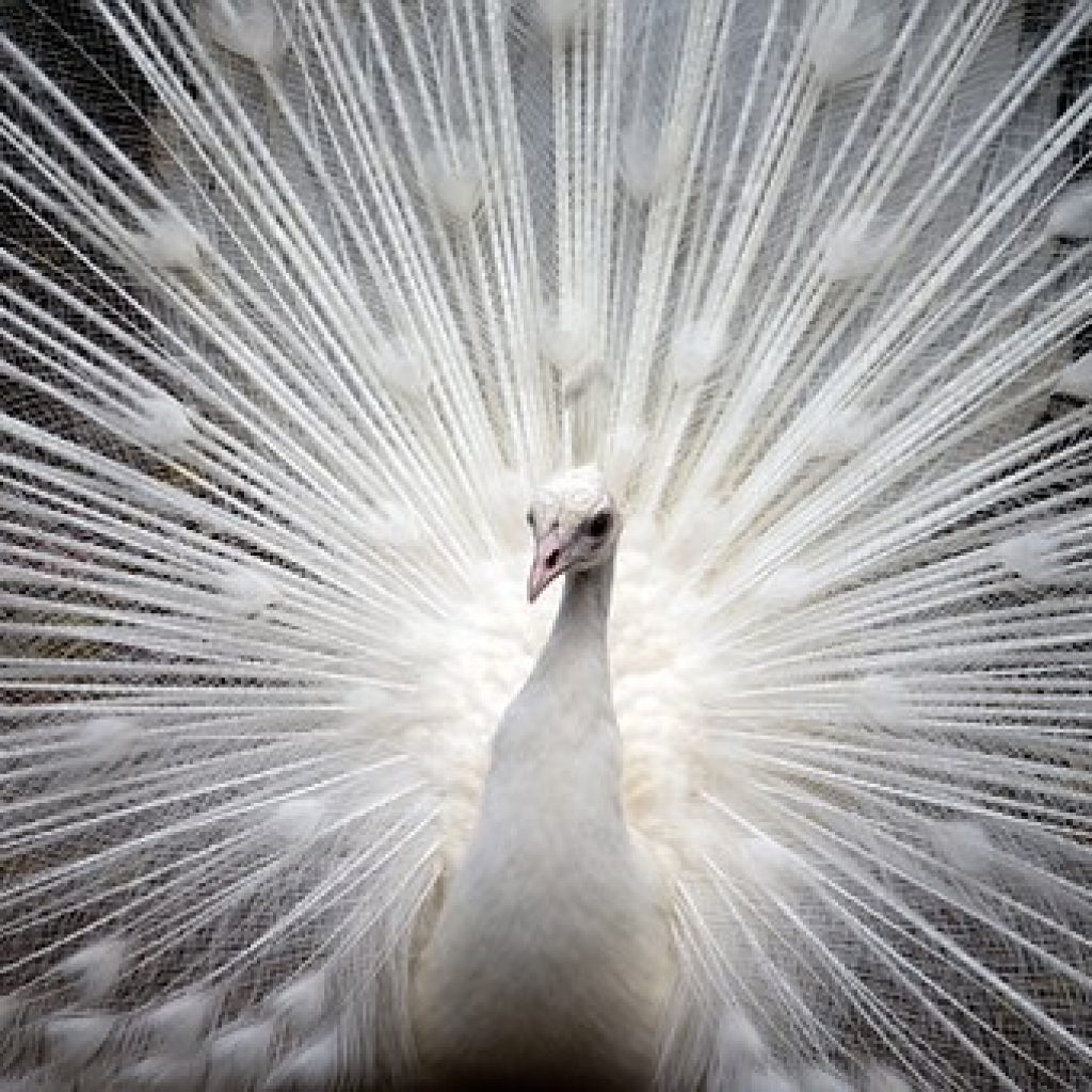 Fine Feathers Make Fine Birds