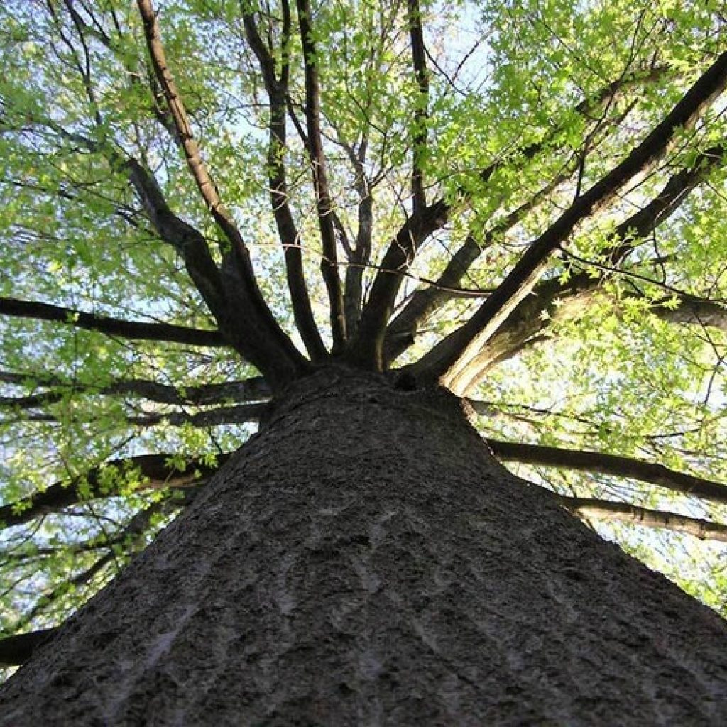 The Integrity Tree