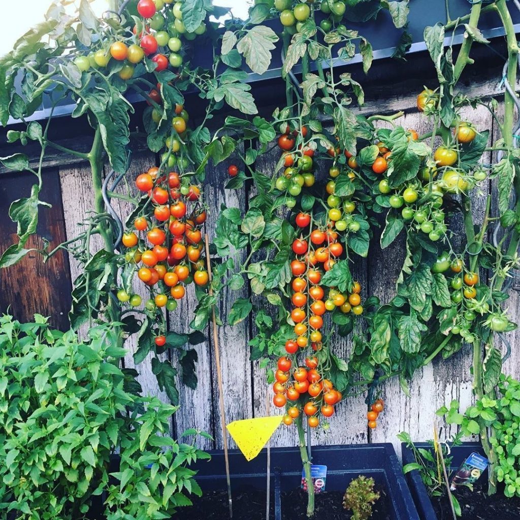 You Say Tomato!