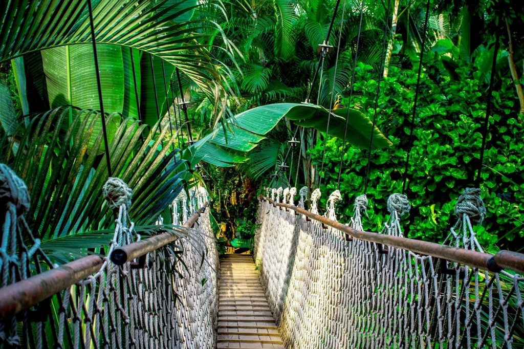 The Bridge