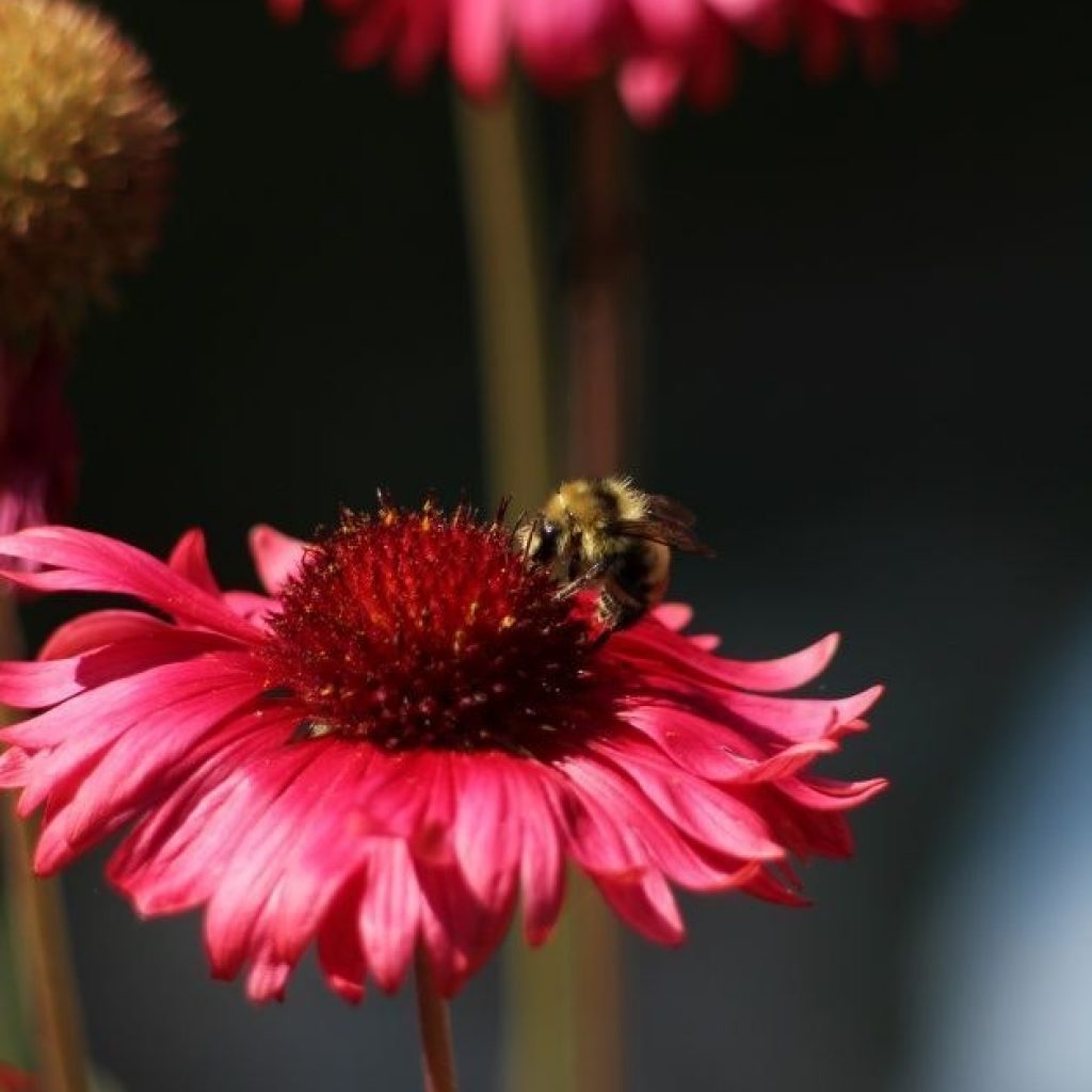 Bee Kind