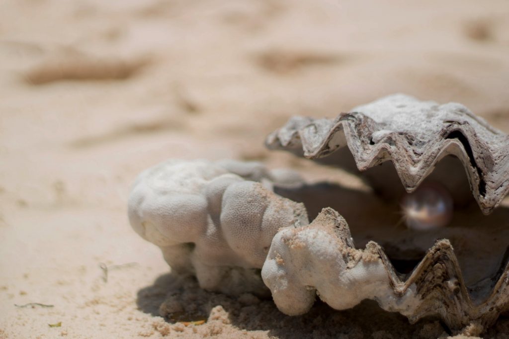 The Oyster's Way