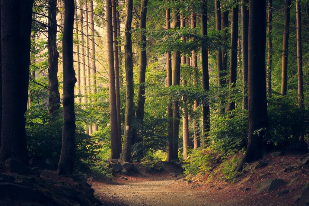 The Other Path