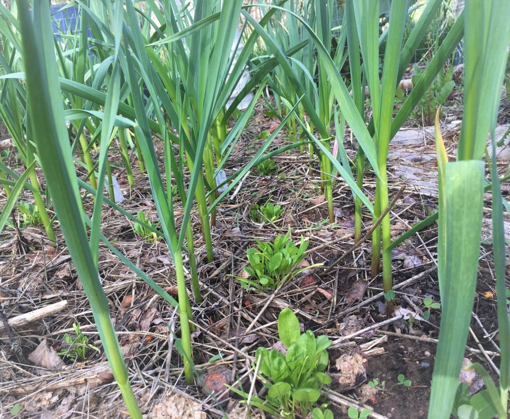 Keep on Planting