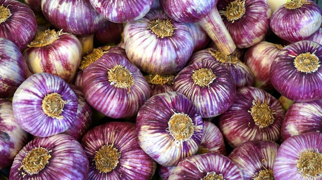 Garlic Harvest