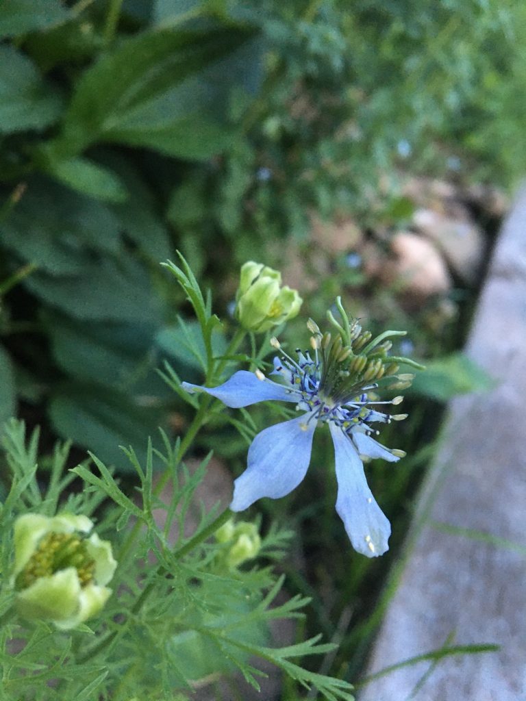 Love in a Mist (Enchanting Edibles)