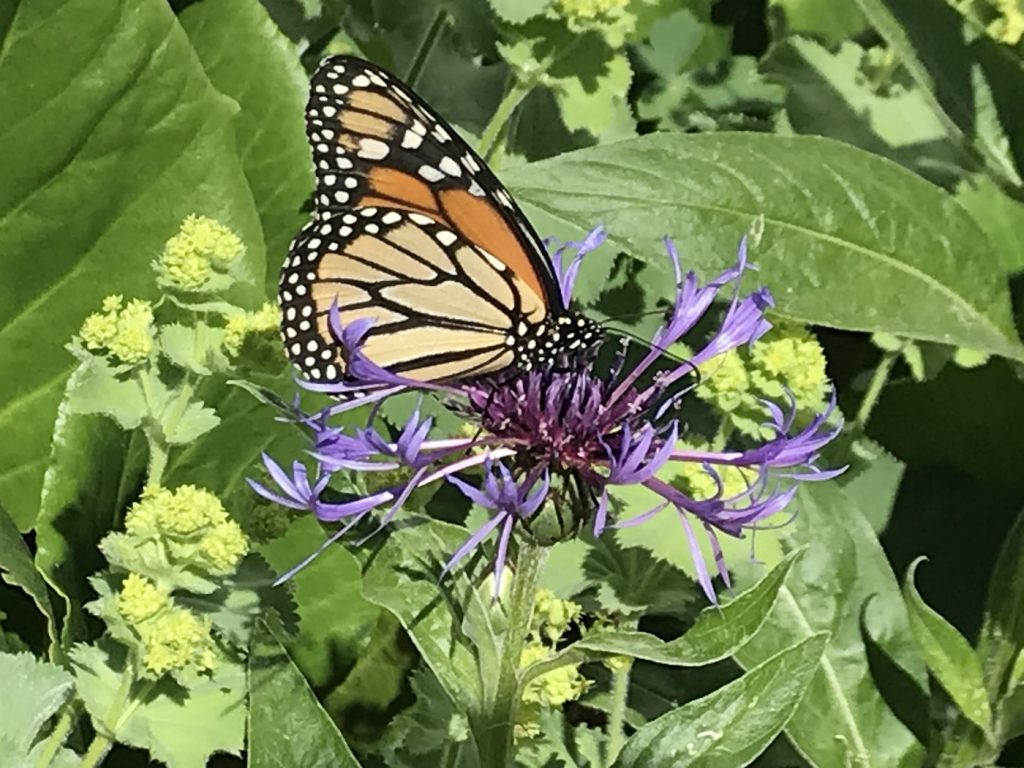 Birds and Bees and Bugs, Oh My!