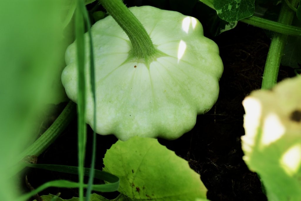 Summer Squash: Admitting You Have a Problem...