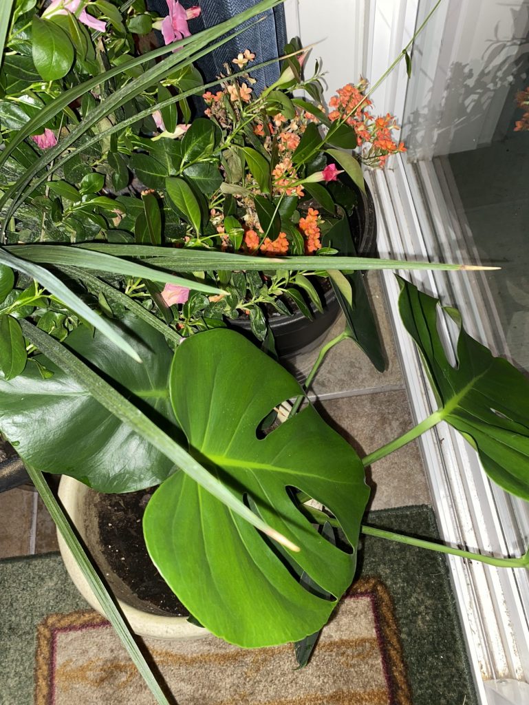 Harvest Joy