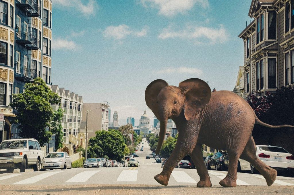 Dumbo