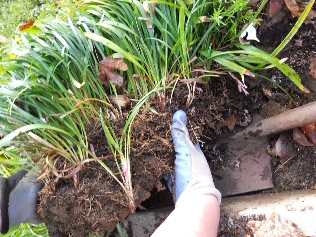 Propagating Perennials, Dig It?