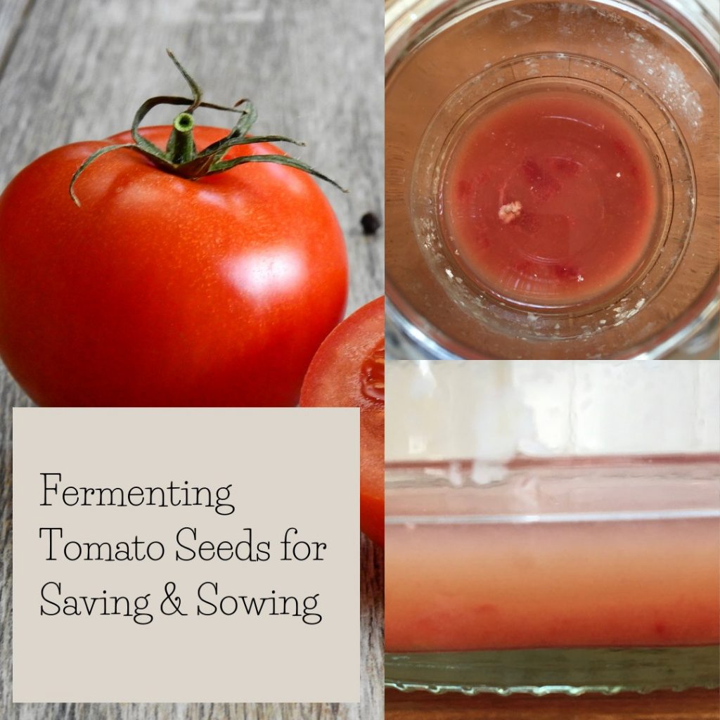 The Tomato's Last Blast