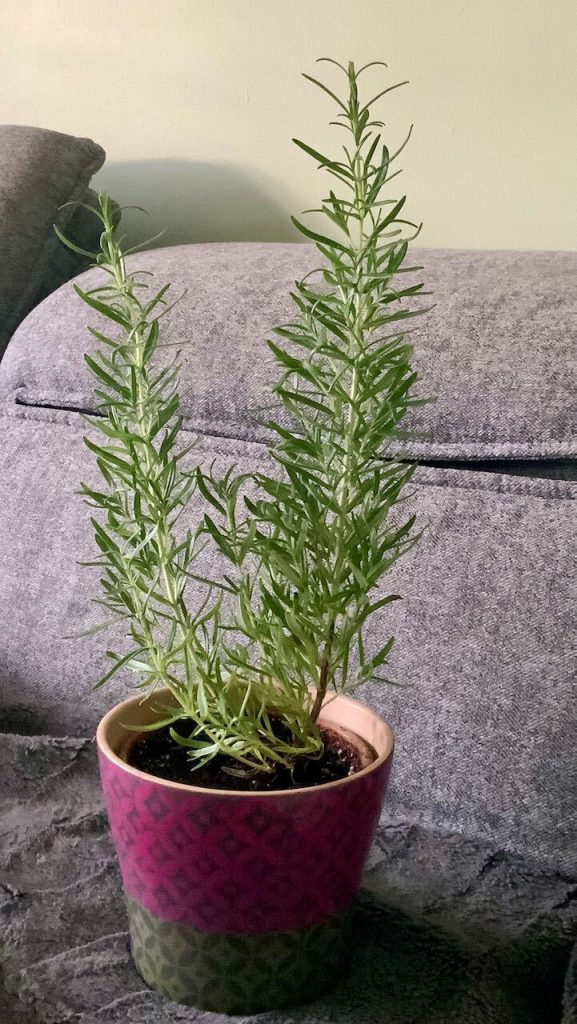 Rosemary: A Winter Kitchen Herbiary Begins