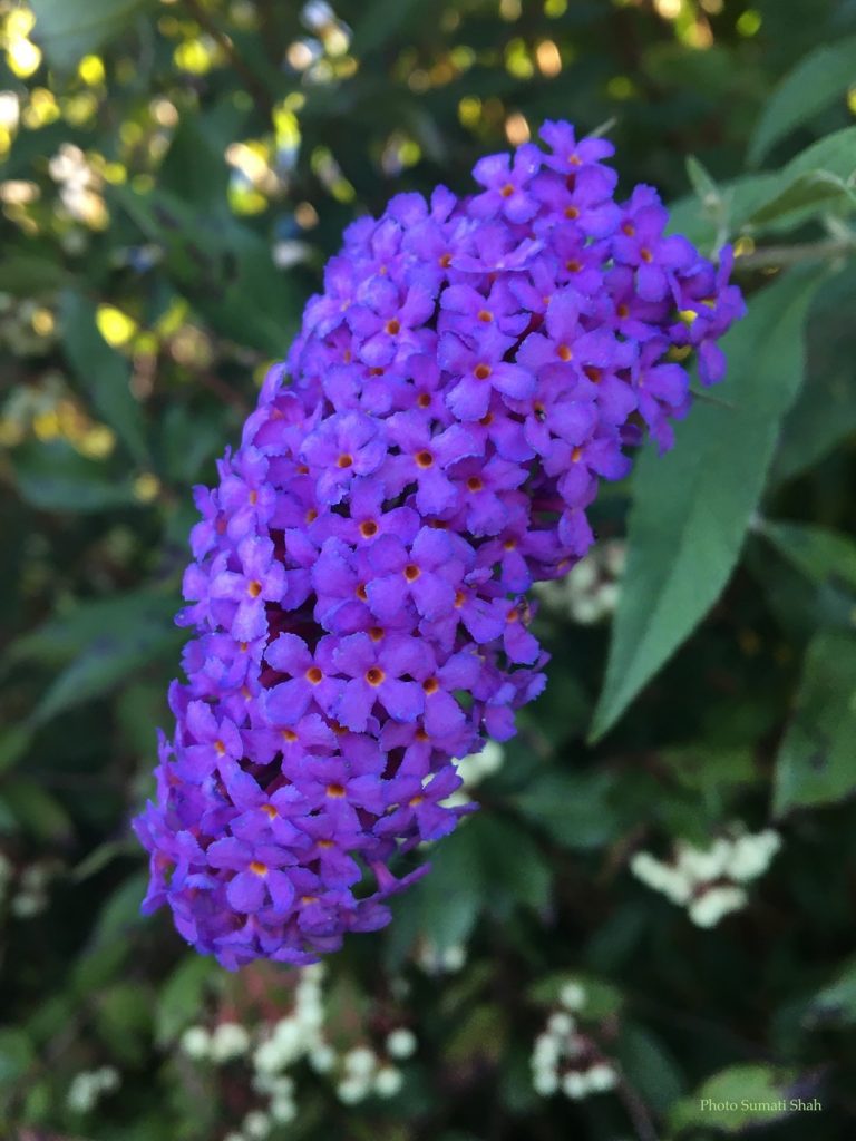 The Humble Buddleia