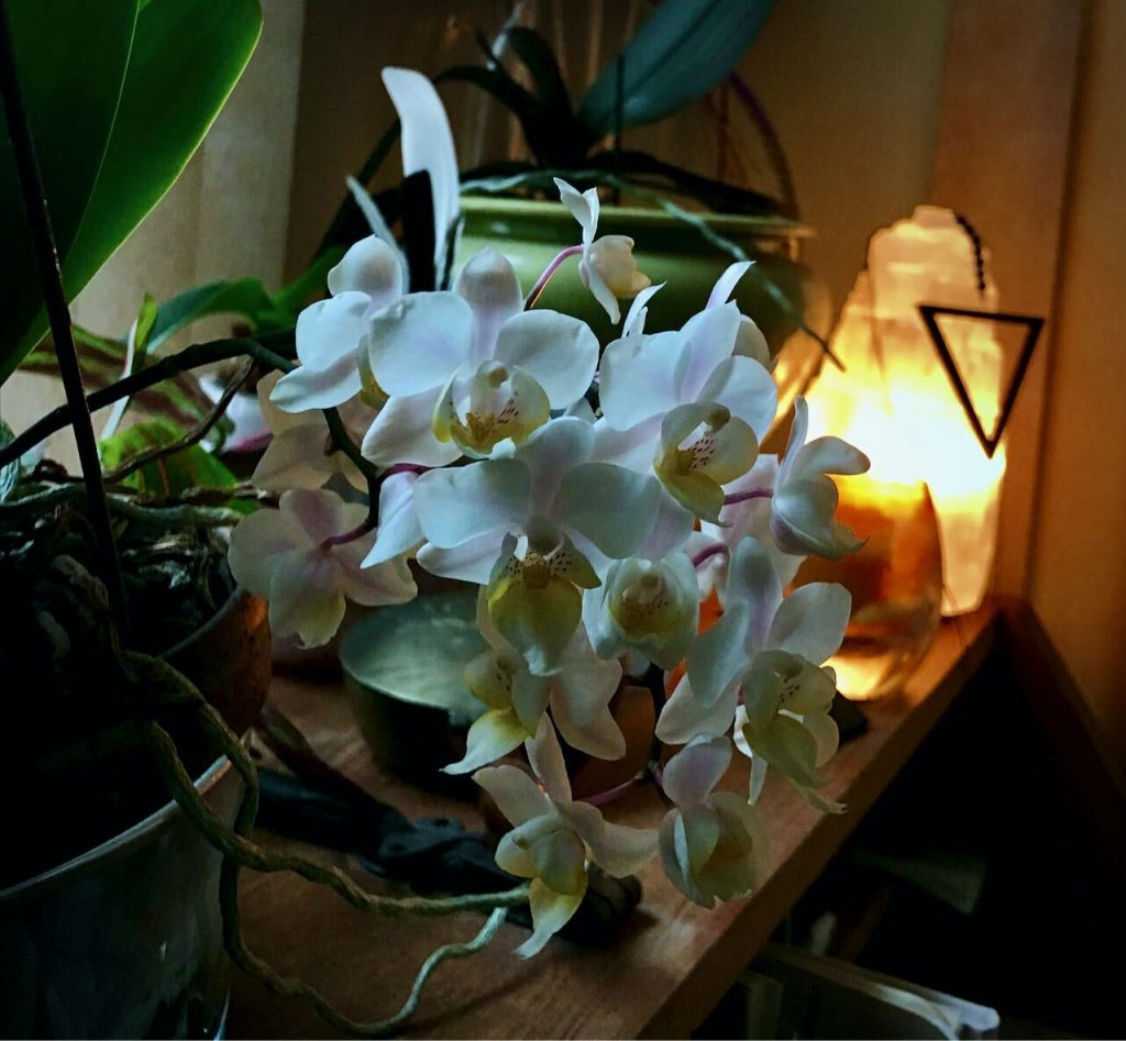 Orchid Season (It's Snowing!)