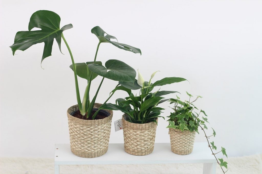 Alive Spaces: Who's Your Houseplant?