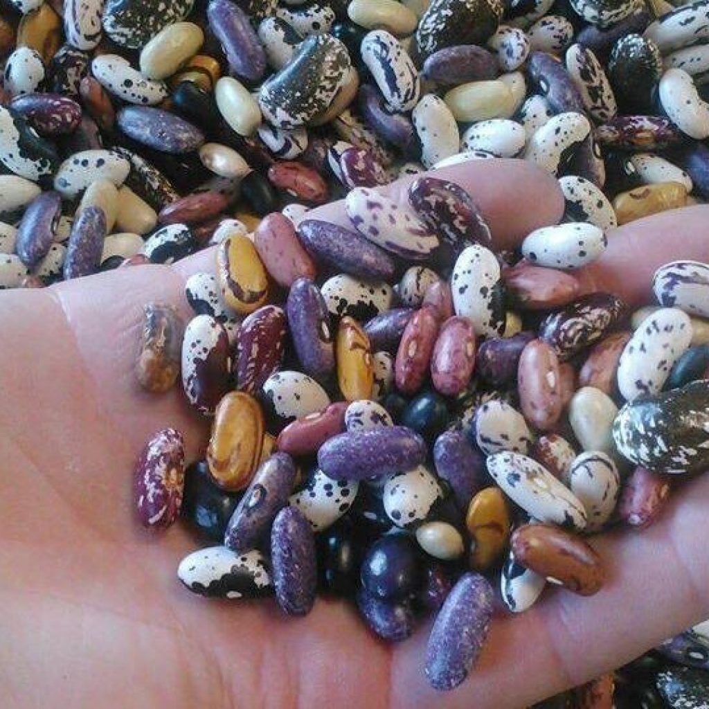 Gardener on Holiday - The Seed List