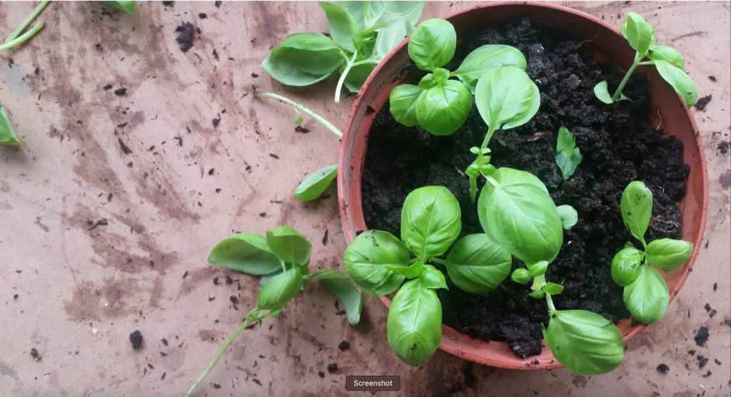 A Gardener's Manicure in January