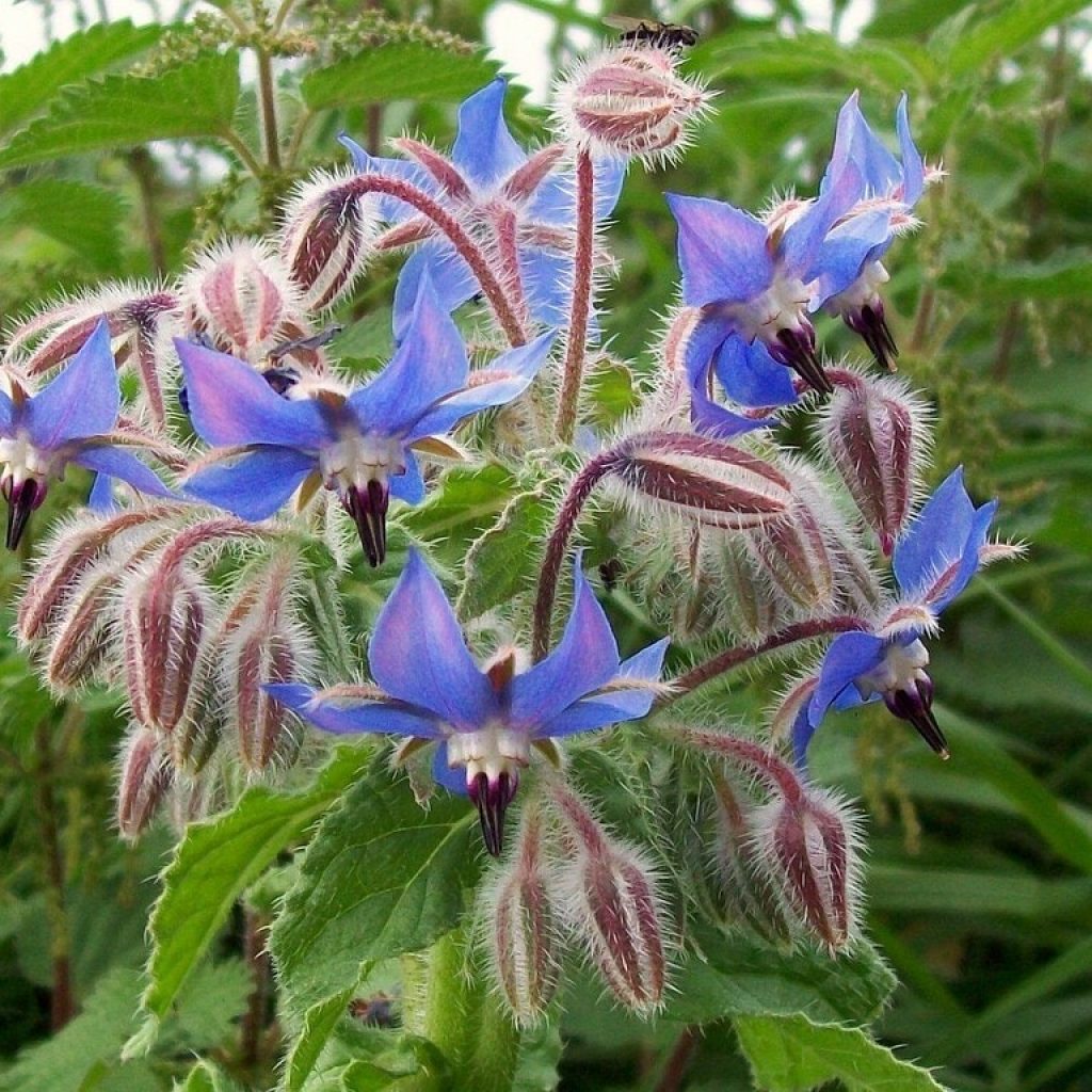 Better Together: Companion Planting