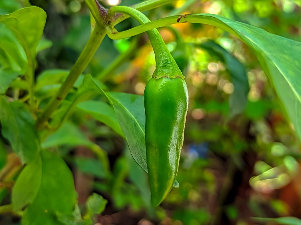 Spicy, Sweet and Definitely Seedy