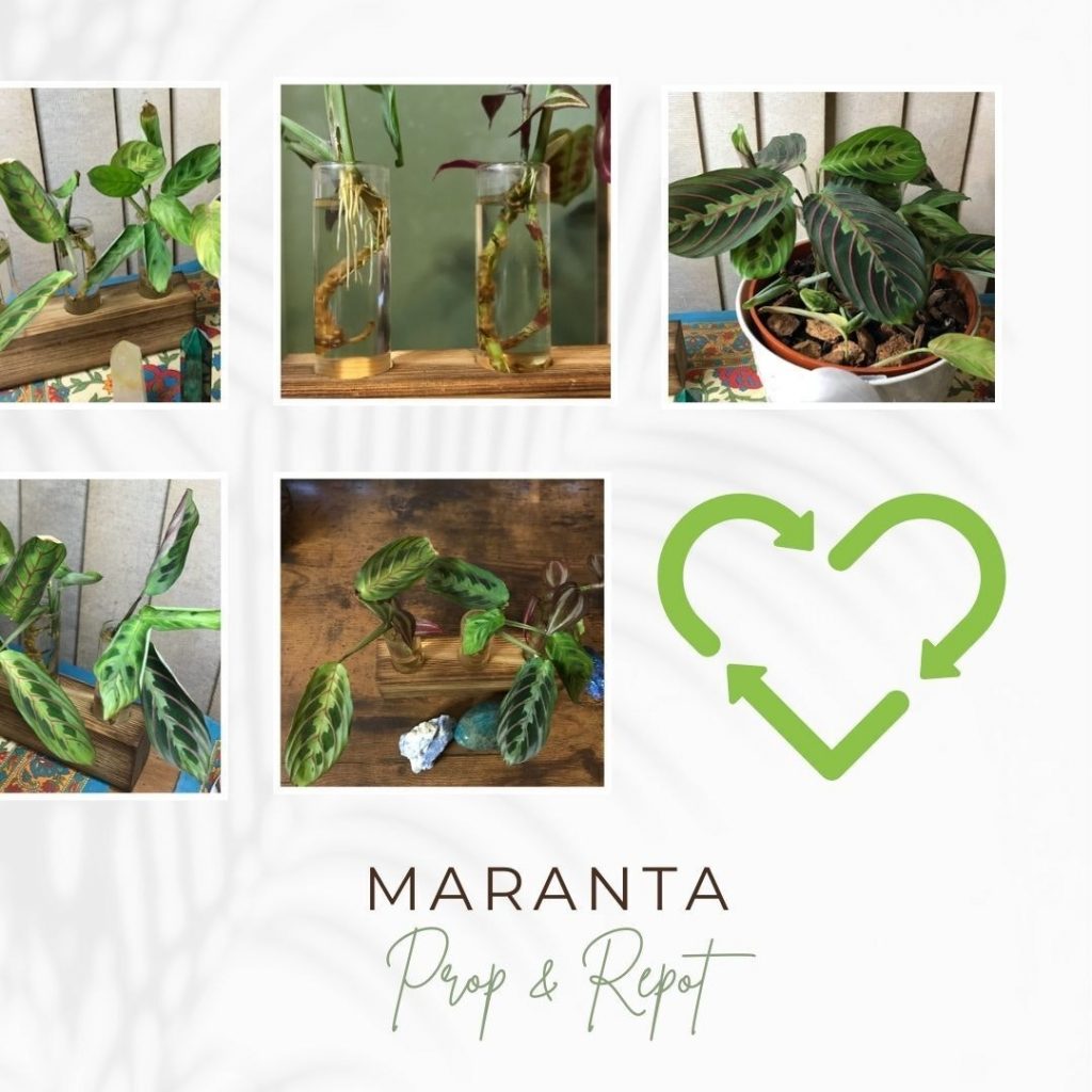 Ask and You Shall Receive: Prayer Plant Propagation