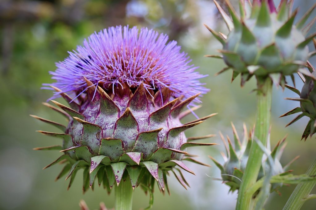 Double Duty Cardoon