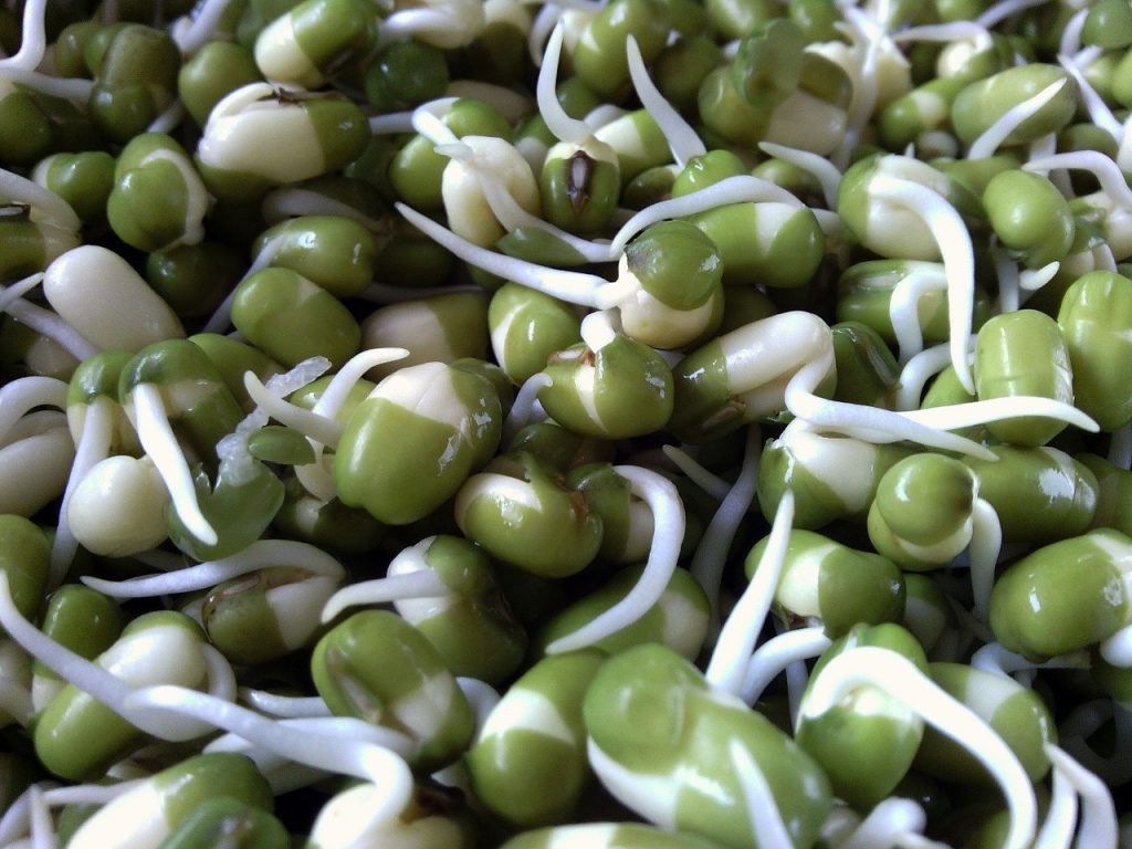 Ch-ch-ch-Mung Sprouts!