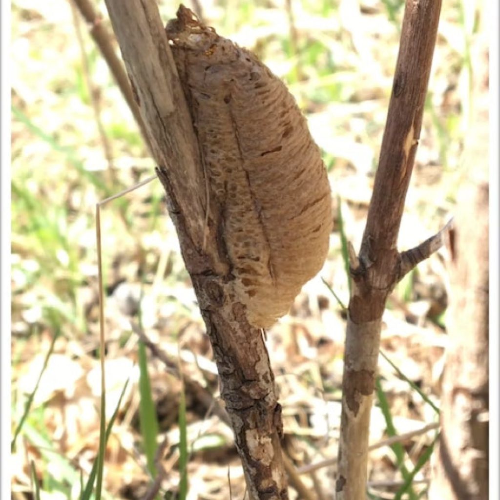A Mantid's Prayer...