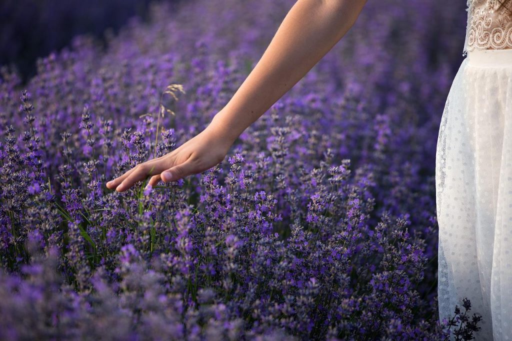 Woody Shrubs and Lavender in the Spring