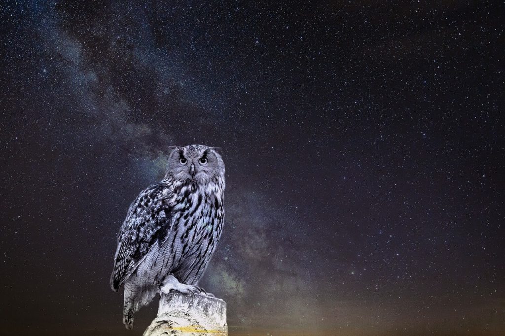 Night Owl